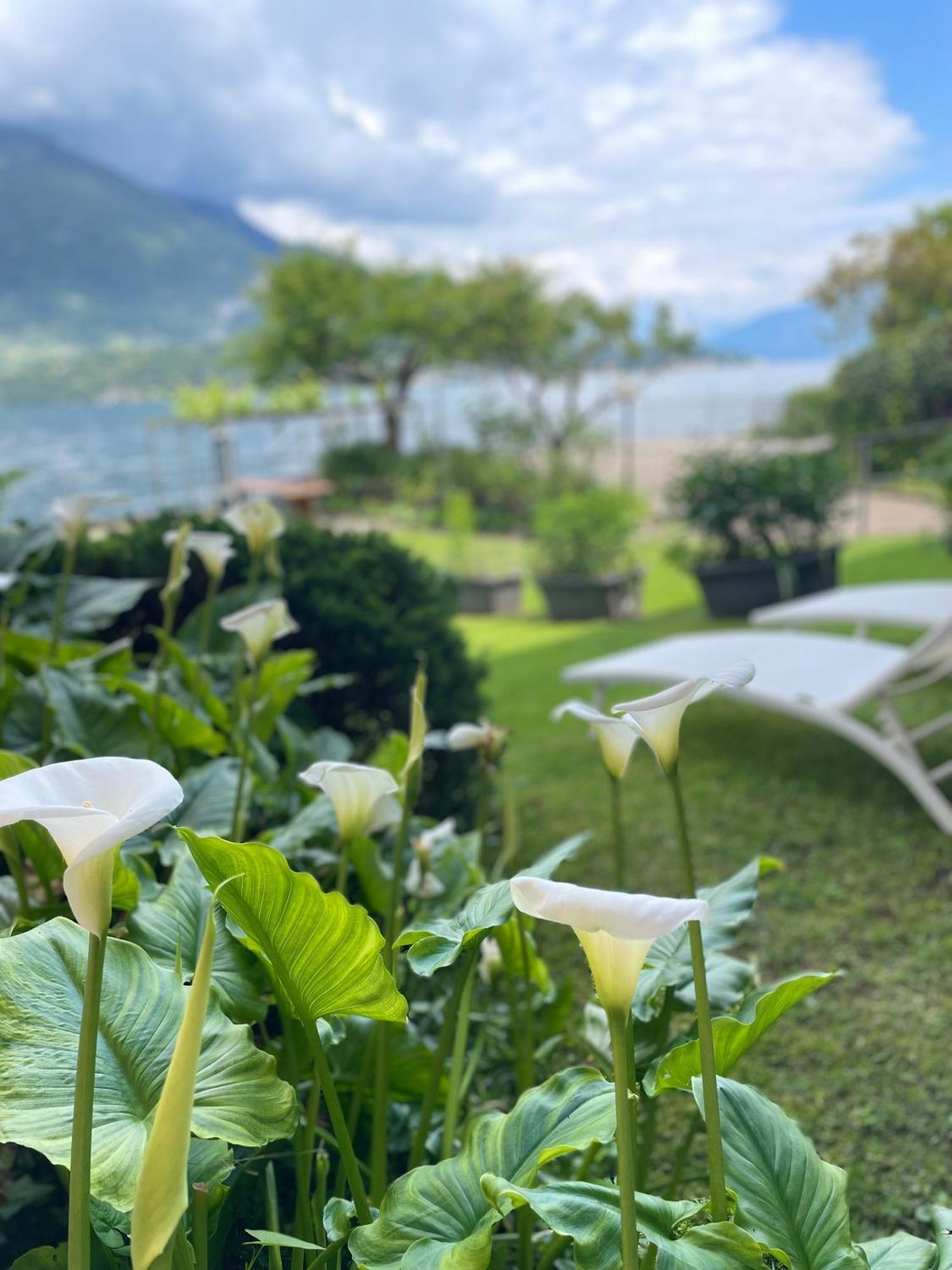 Peonia Apartment - Appartamento Vista Lago Lezzeno Luaran gambar